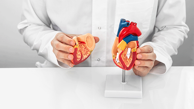 Darstellung einer Herzklappe durch ein Herzmodell